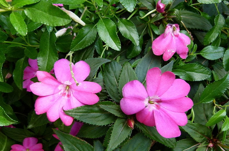 Encyklopedia roślin: Niecierpek nowogwinejski