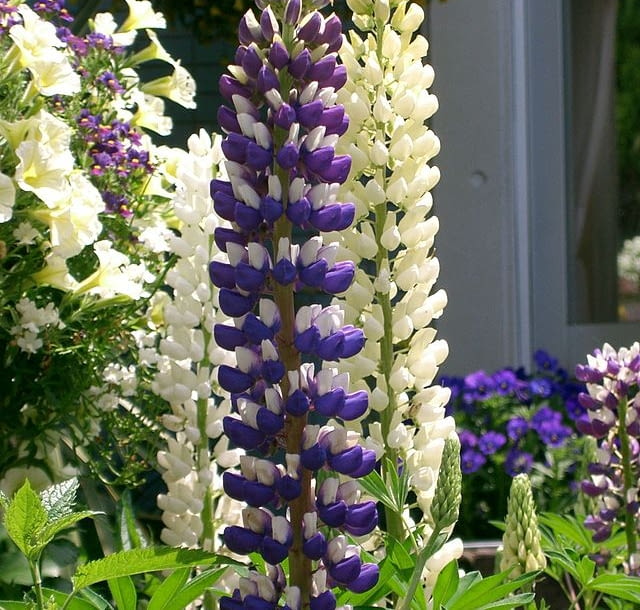 Encyklopedia roślin: Lubin trwaly