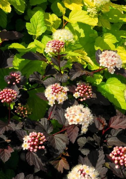 Pęcherznica kalinolistna (Physocarpus opulifolius) 'Diabolo' Pęcherznica kalinolistna (Physocarpus opulifolius) 'Diabolo'