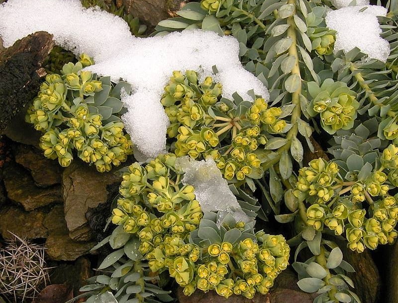 Encyklopedia roślin: Wilczomlecz mirtowaty