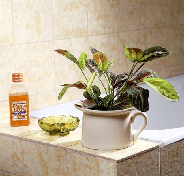 Encyklopedia roślin: Maranta jest nieklopotliwa w uprawie  W zbyt glebo