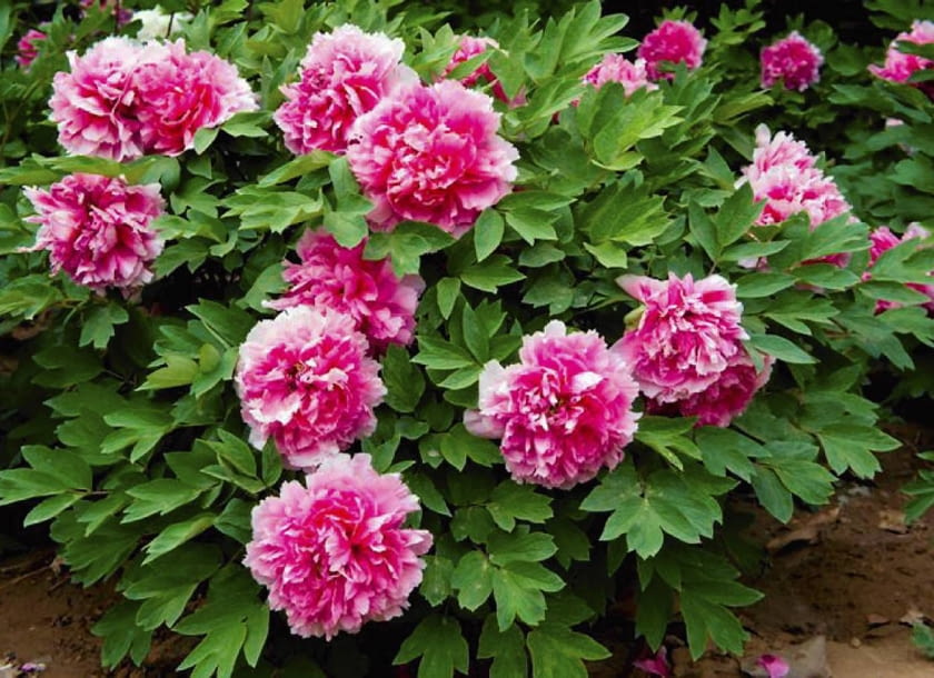 Piwonia drzewiasta (krzewiasta). Ta odmiana ma różowe pełne kwiaty
