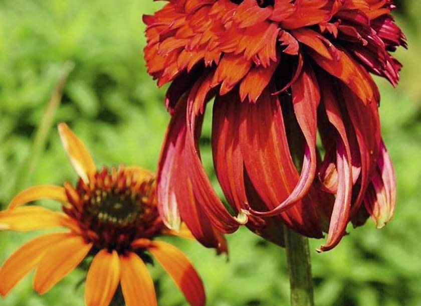 JEŻÓWKA PURPUROWA 'HOT PAPAYA ' jest nieco "rozwichrzona". Jej czerwień może być intensywna lub mieć pomarańczowy odcień. Roślina osiąga do 80 cm, ale tworzy dość wąskie kępy