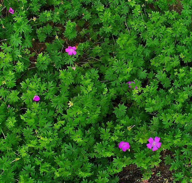 Encyklopedia roślin: Geranium sanguineum