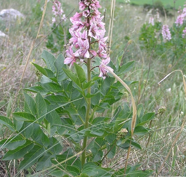 Encyklopedia roślin: Dictamnus albus