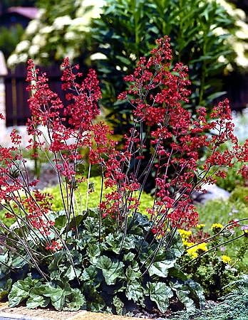Żurawka drżączkowata (Heuchera brizoides) Żurawka drżączkowata (Heuchera brizoides)