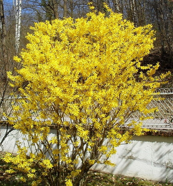 Encyklopedia roślin: Forsycja posrednia  Forsythia   intermedia