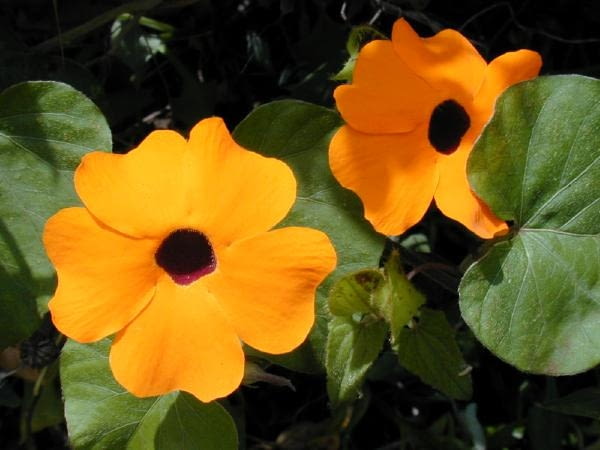 Tunbergia oskrzydlona, popularnie czarnooka Zuzanna (Thunbergia alata) ma pomarańczowe, żółte lub białe kwiaty Tunbergia oskrzydlona, popularnie czarnooka Zuzanna (Thunbergia alata) ma pomarańczowe, żółte lub białe kwiaty