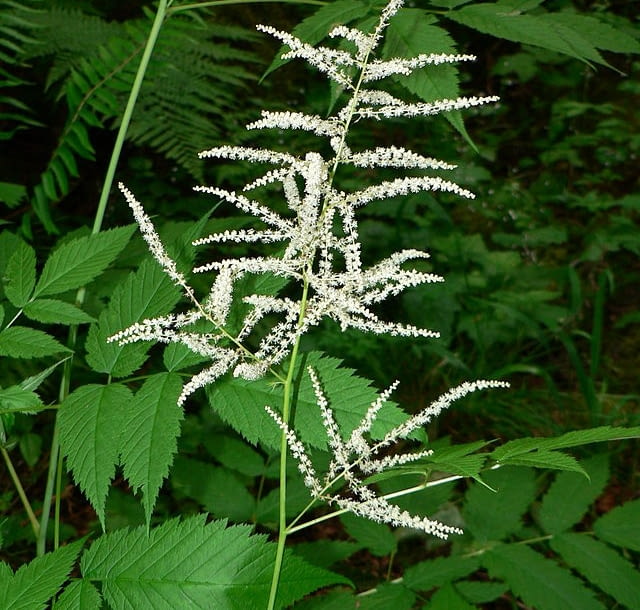 Encyklopedia roślin: Aruncus dioicus
