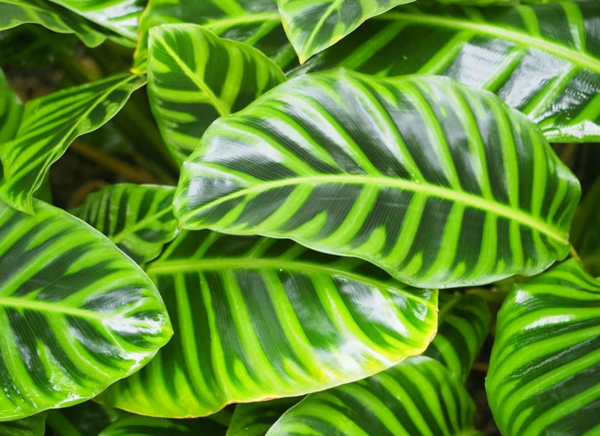 calathea zebrina