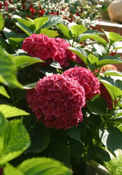 29.08.2003 JASTKOW WOJEWODZTWO LUBELSKIE OGROD PRYWATNY PANI ANNY CHMURY ANNA CHMURA ROSLINY KRZEWY LISCIASTE HORTENSJA DRZEWKOWATA HYDRANGEA KWIATOSTAN