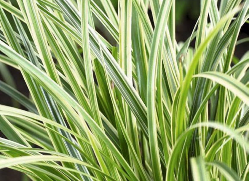Carex morrowii Silver Sceptre SLOWA KLUCZOWE: Carex Close Up Nahaufnahme Perennial Sceptre Ziergrass grün vertikal