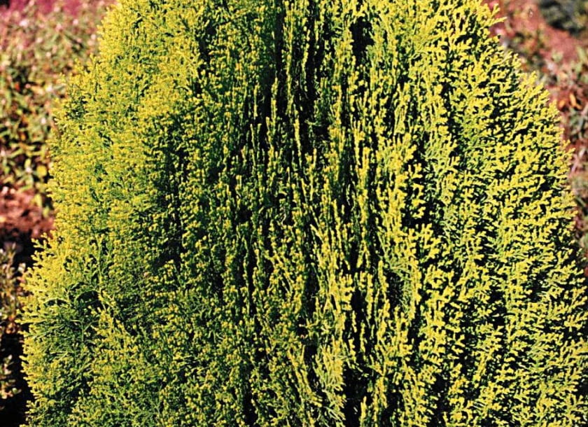 ŻYWOTNIK WSCHODNI 'AUREA NANA' (Platycladus orientalis), zielonkawy latem, a rudy zimą, po 10 latach ma wysokość ok. 0,7 m.