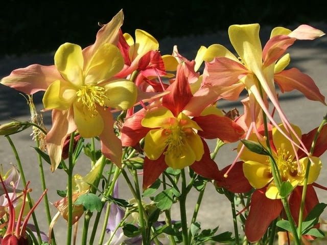 Encyklopedia roślin: Orlik ogrodowy  Aquilegia hybrida