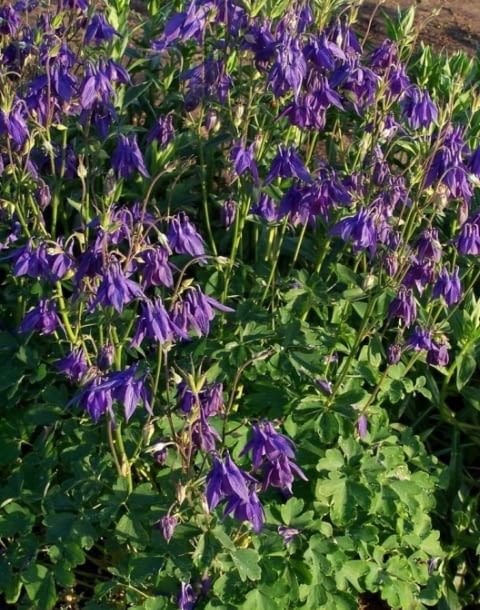 Encyklopedia roślin: Orlik alpejski  Aquilegia alpina  ma fioletowe kwi