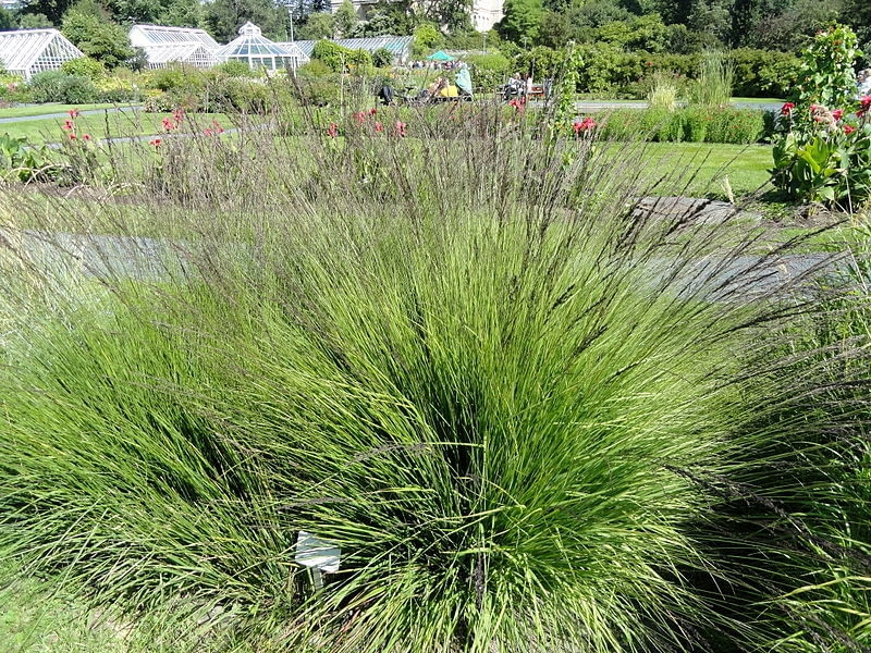 Molinia caerulea   Botanical Garden in Kaisaniemi Encyklopedia roślin: Molinia caerulea   Botanical Garden in Kaisaniemi