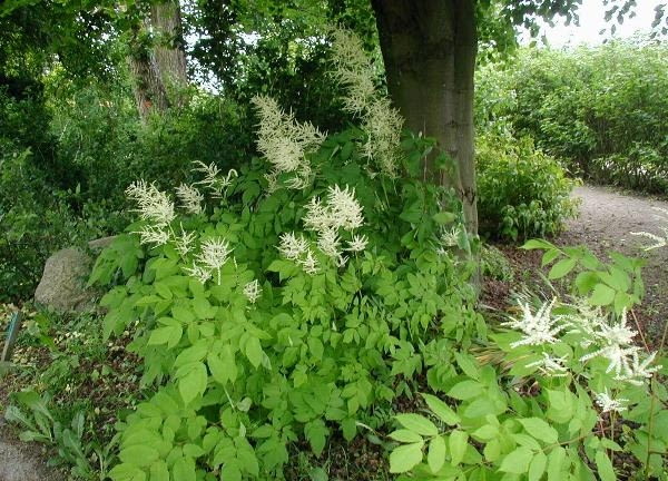 Encyklopedia roślin: Aruncus dioicus