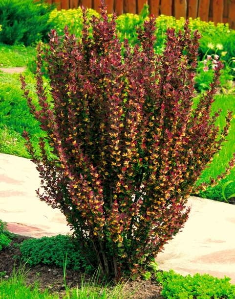 Berberys Thunberga 'Red Pillar'