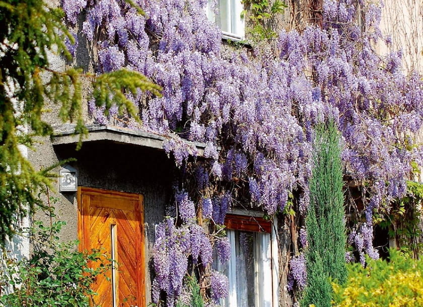 Glicynii warto zapewnić mocne rusztowania, pergole i altany, wokół których pędy mogą się owijać.