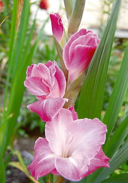 Mieczyk 'Beauty of Holland'