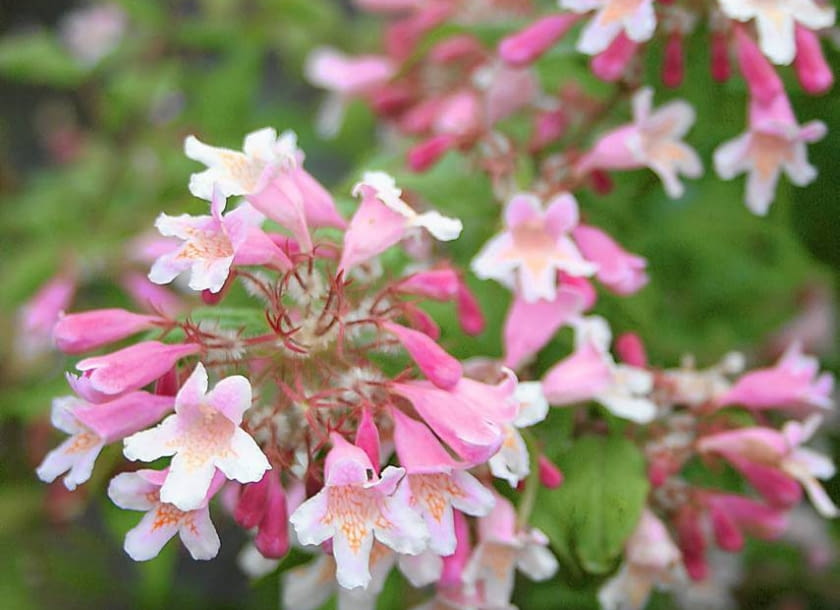 ODMIANA ?PINK CLOUD? osiąga 3 m. Ma opinię bardziej odpornej na mróz, niż inne odmiany.