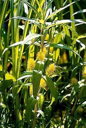 Tojeść bukietowa (Lysimachia thyrsiflora)