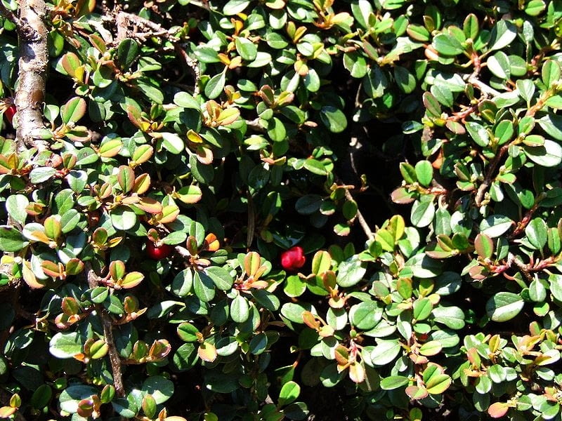 Irga drobnolistna Cotoneaster procumbens syn C Encyklopedia roślin: Irga drobnolistna Cotoneaster procumbens syn C