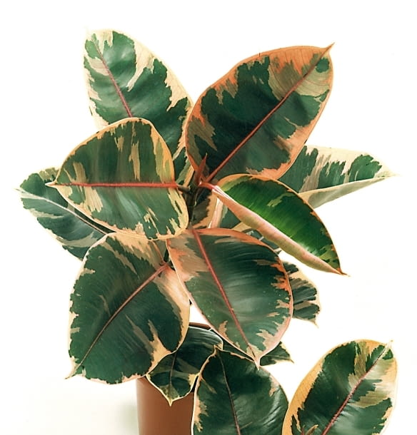 Encyklopedia roślin: Figowiec sprezysty  Ficus elastica