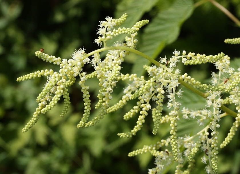 Encyklopedia roślin: Aruncus dioicus