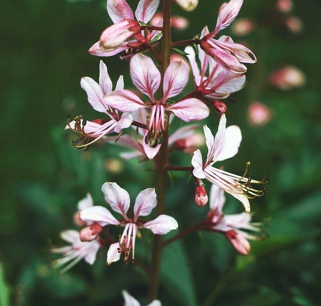 Encyklopedia roślin: Dictamnus albus