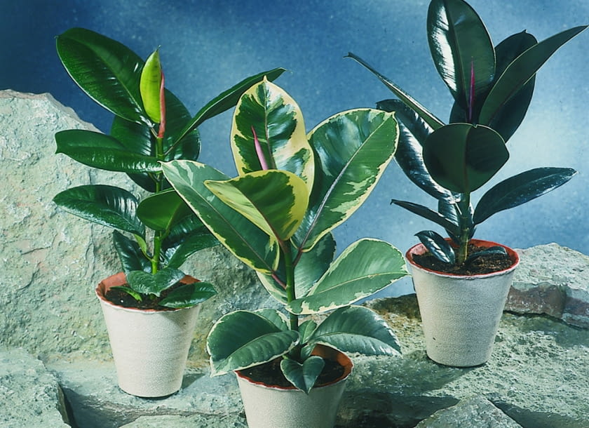 Encyklopedia roślin: Figowiec sprezysty  Ficus elastica