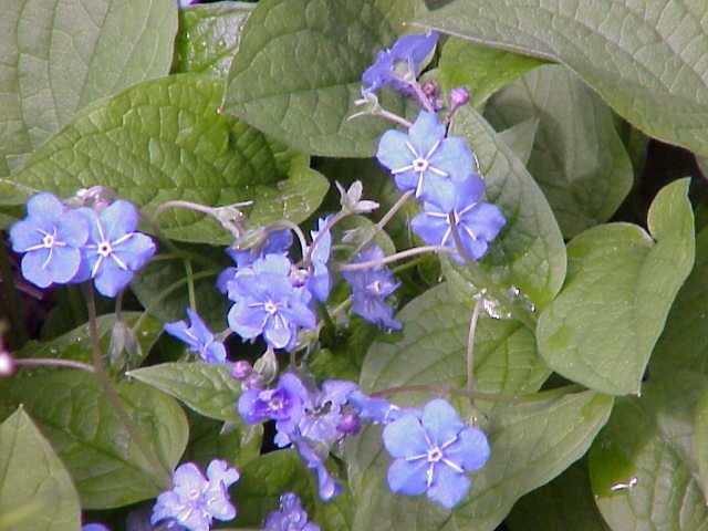 Encyklopedia roślin: Omphalodes verna