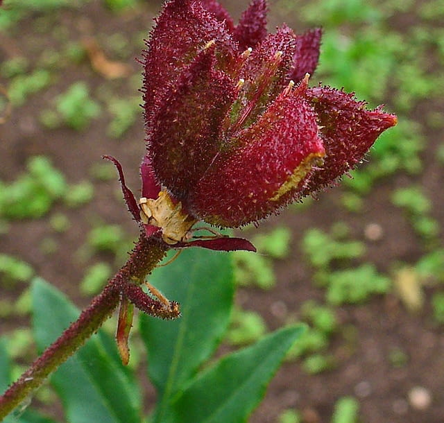 Encyklopedia roślin: Dictamnus albus