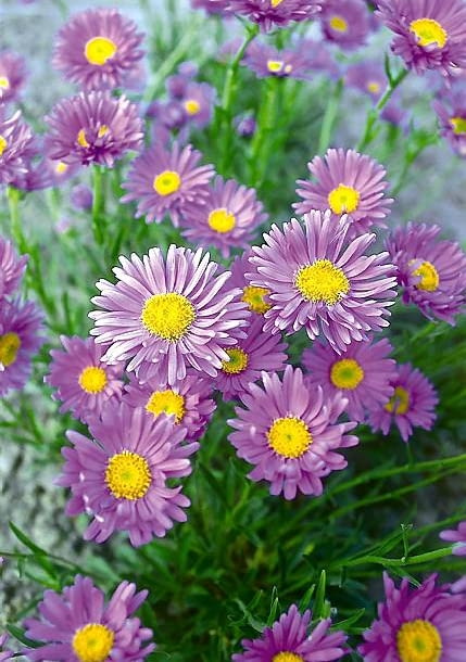 ASTER ALPEJSKI ASTER ALPINUS GOLIATH