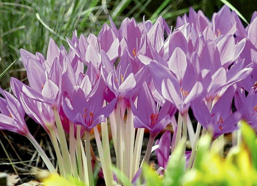 ROSLINY KWIATY ZIMOWIT COLCHICUM FOT. WOJCIECH PODSTOLSKI PUBLIKACJA OGRODY NR 10 (102) - 10 2007 ZDJĘCIE DO WKŁADKI: PUBLIKACJA OGRODY NR 10 (102) - CZASOPISMA