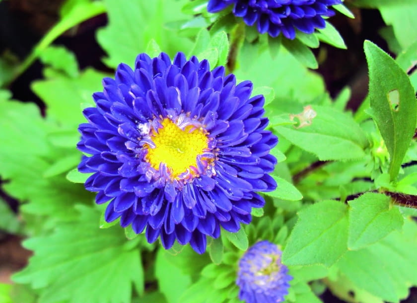 Odmiana pomponowa 'Pompon Blue'