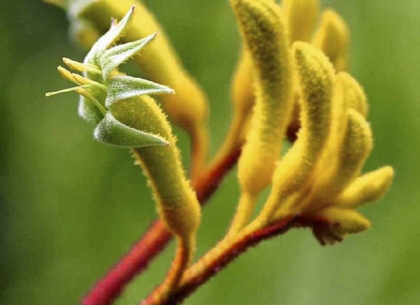 Anigozantus (Anigozanthos) Yellow Gem
