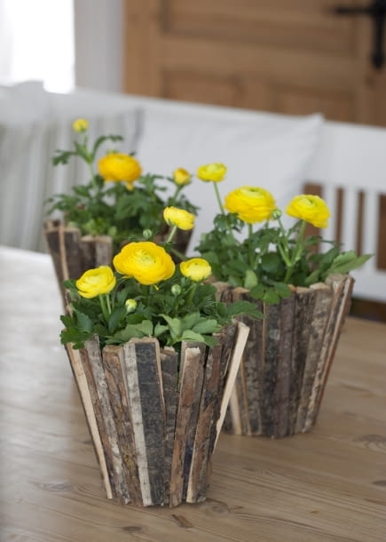 Jaskry azjatyckie. Wiosenne doniczkowe kwiaty cebulowe