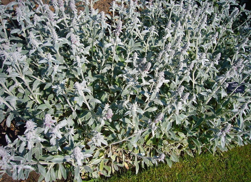 Encyklopedia roślin: Stachys byzantina