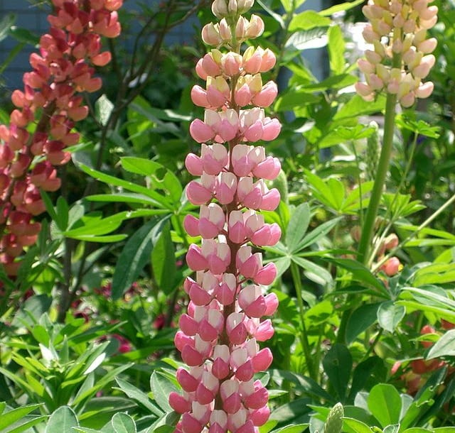 Encyklopedia roślin: Lubin trwaly