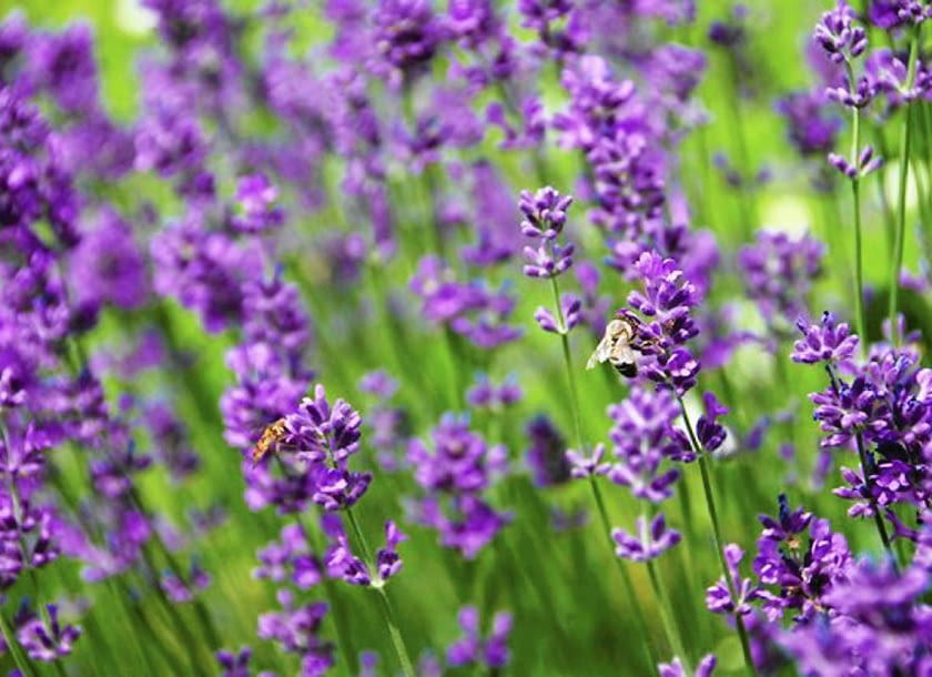 Lawenda wąskolistna (Lavandula angustifolia)