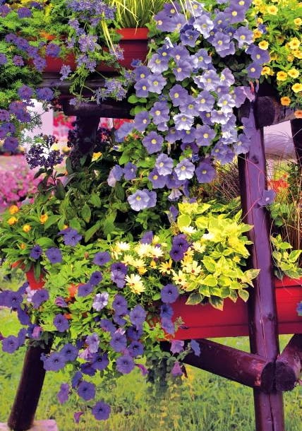 05.09.2003 ZABORZE WOJEWODZTWO SLASKIE FIRMA PLANTPOL KOMPOZYCJA POJEMNIK ROSLINY BALKONOWE SURFINIA OSTEOSPERMUM LANTANA