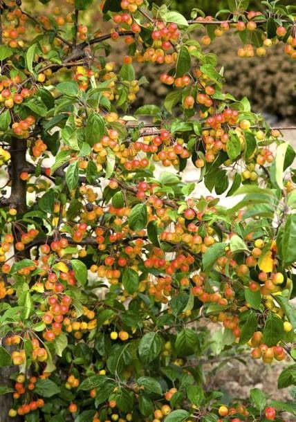 03.09.2009 BRANIEWO SESJA OGRODY , SZKOLKA DRZEW I KRZEWOW OZDOBNYCH - WLASCICIEL LUCJAN GURSZTYN - PREZES ZWIAZKU SZKOLKARZY POLSKICH