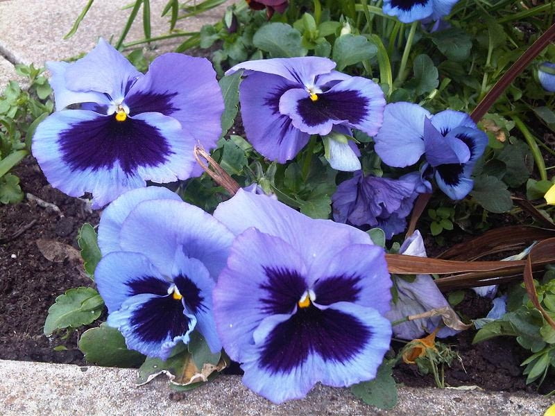 Fiolek ogrodowy  bratek ogrodowy  Viola x wittrock Encyklopedia roślin: Fiolek ogrodowy  bratek ogrodowy  Viola x wittrock