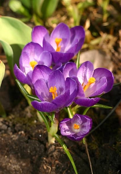 22.04.2003 MAZURY , GALKOWO , GMINA UKTA , STADNINA KONI FERENSTEINOW , KNAJPA U TARGOWICZAN , WIOSENNE KWIATY , KROKUSY