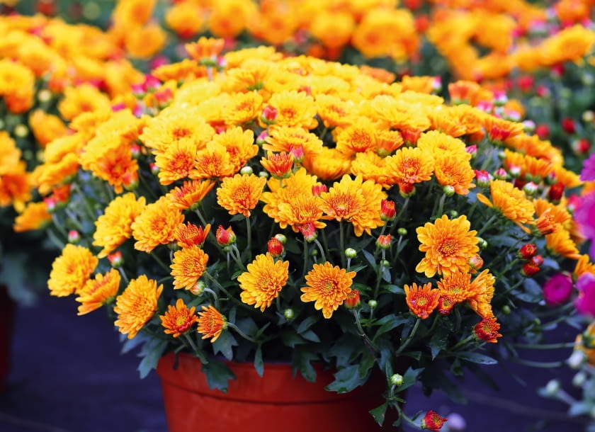 chryzantema, odmiana drobnokwiatowa (chrysanthemum CultiVar)