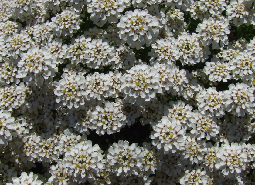 Encyklopedia roślin: Ubiorek wiecznie zielony Iberis sempervirens