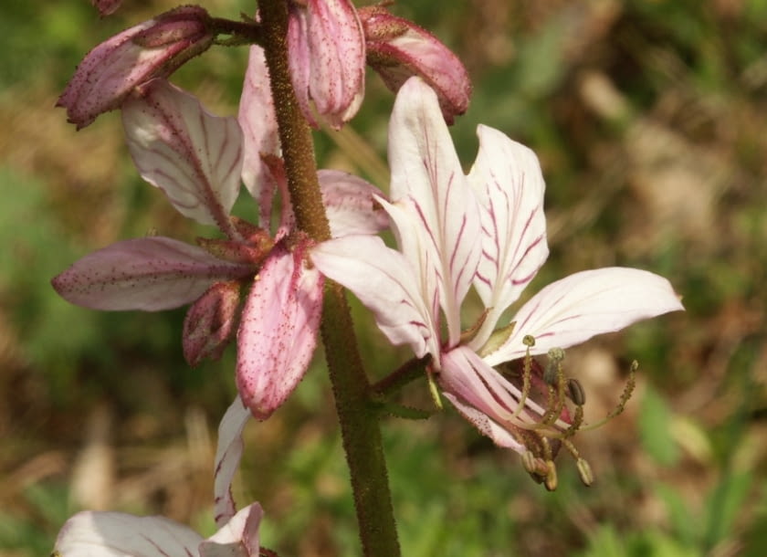 Encyklopedia roślin: Dictamnus albus