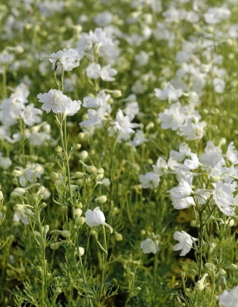 Encyklopedia roślin: Ostrozka wielkokwiatowa  Delfy white