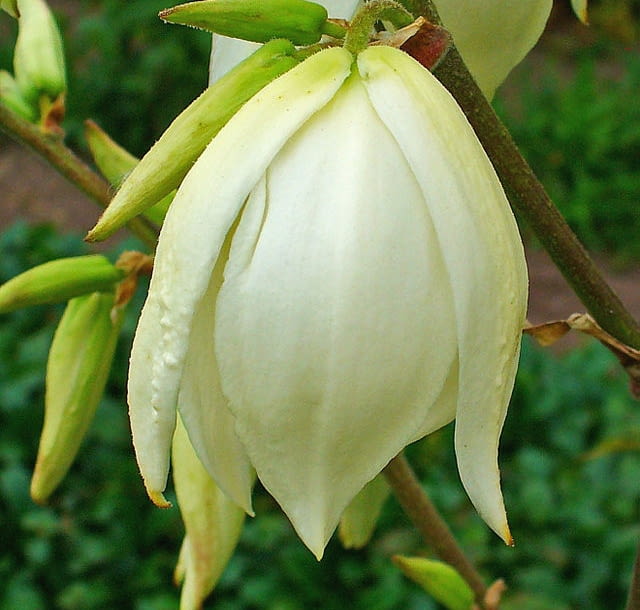 Encyklopedia roślin: Juka karolinska